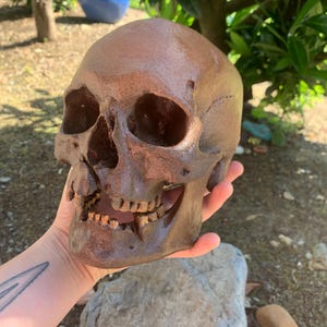 May include: A brown, textured human skull replica with a glossy finish. The skull features hollow eye sockets, a nasal cavity, and a jaw with visible teeth. The surface has a mottled, earthy appearance with subtle variations in color and texture.