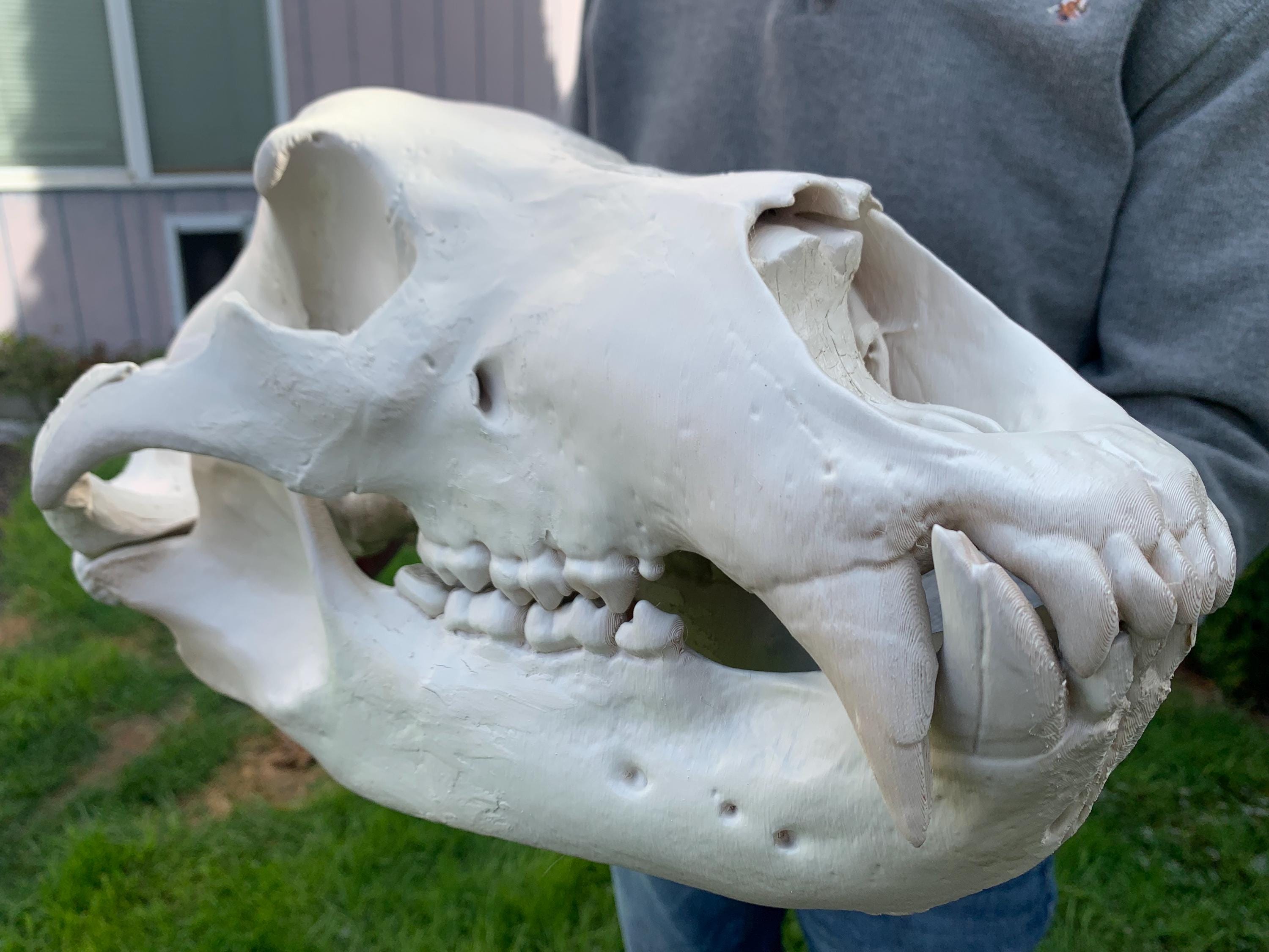 Life-size XL Polar Bear Skull Replica – 21” Museum Quality 3D