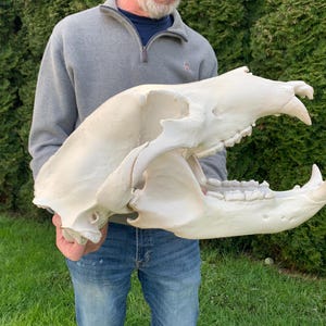 May include: A large, off-white bear skull with prominent teeth and jaw structure. The skull is held in front of a person, showcasing its size and detail. The skull's color is a creamy white.