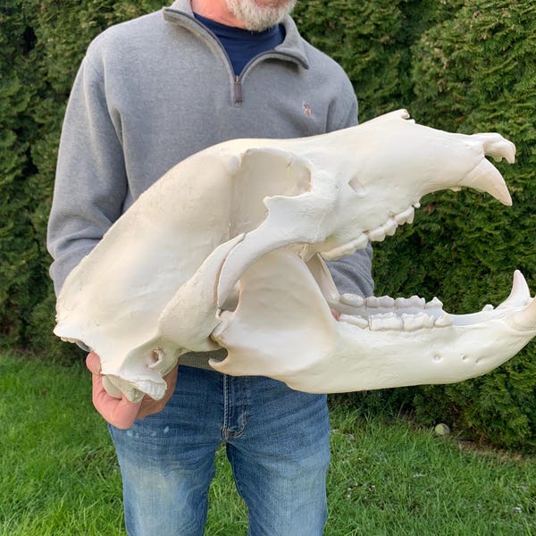 Levensgrote XL replica ijsbeerschedel – 21” 3D-geprinte botkunst van museumkwaliteit – met de hand afgewerkt en geschilderd – Realistisch decor poolroofdier