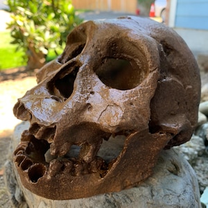 May include: A brown, textured, sculpted skull replica featuring deep eye sockets, a nasal cavity, and an open jaw with visible teeth. The surface has a weathered, matte finish with irregular contours and realistic anatomical detailing throughout.