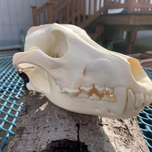 May include: A natural bone-colored canine skull, showcasing detailed anatomical features. The skull rests on a piece of weathered wood, with visible teeth and eye sockets. The background includes a blue metal table and a glimpse of a house.