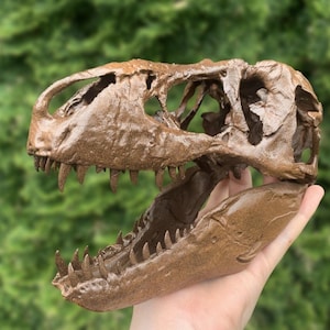 Pode incluir: Réplica detalhada de um crânio de Tyrannosaurus Rex na cor bronze. A mandíbula aberta revela fileiras de dentes afiados. O crânio é exibido em um fundo verde desfocado, mostrando os detalhes intrincados do crânio do dinossauro.