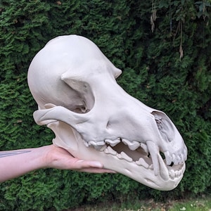 Puede incluir: Un cráneo animal grande de color blanco hueso con un hocico prominente, dientes visibles y un cráneo liso y redondeado. El cráneo está colocado de perfil, mostrando la estructura ósea detallada de la mandíbula, la nariz y las cuencas oculares.