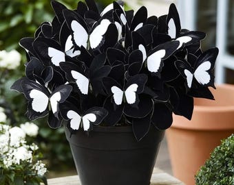 Black White Hosta Seeds – Zeldzame meerjarige schaduwtuin sierplanten