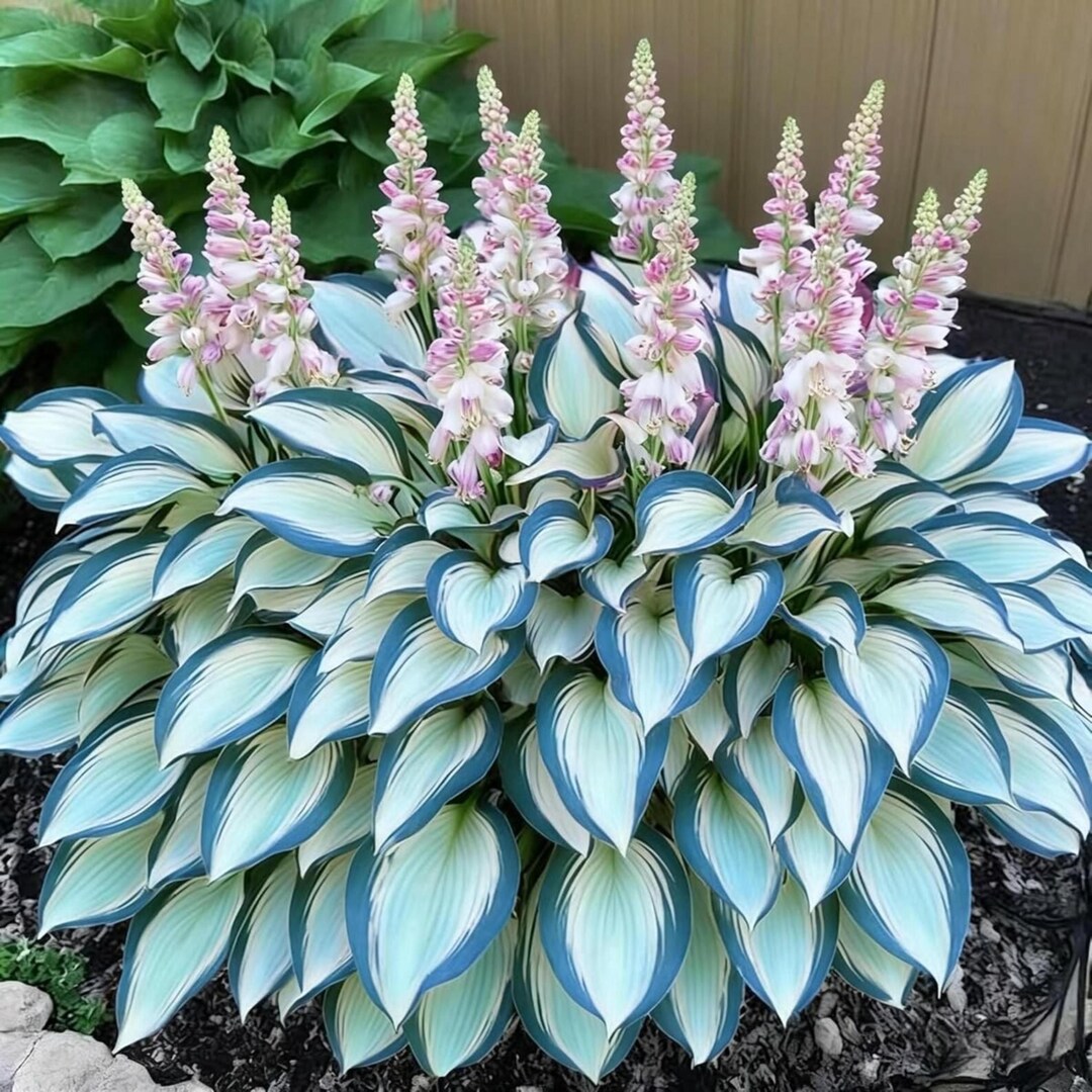 Pretty In Pink Hosta 200+ Gray Pink Hosta Seeds – Perennial Shade Garden Planting ...