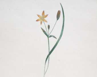 1800's Original Botanical Watercolor - Ornythogallum luteum #117 by K. G. A. Winkler