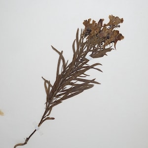 May include: A dried plant specimen with brown leaves and flowers, mounted on white paper. The plant is taped to the paper with small pieces of white tape. Text in German is visible at the bottom of the page.
