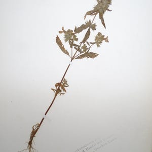 May include: A dried herbarium specimen of Stachys annua, featuring a slender stem with small leaves and a cluster of dried flowers. The plant's roots are visible, and a label with German text is present.
