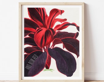 AND NOW RED Vintage Botanical Illustration