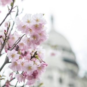 Photographie de Paris - fleurs roses au Sacré-Cœur, printemps à Paris, grande oeuvre d&#39;art murale, décoration d&#39;intérieur française