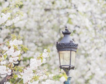 Fotografía de París, cerezos en flor blancos con farola, primavera en París, decoración francesa, arte mural grande, decoración urbana de pared