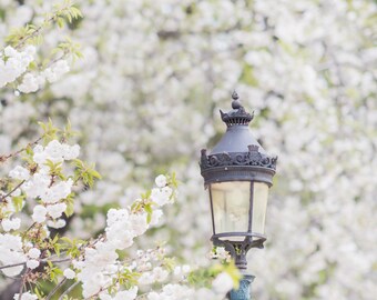 Photographie de Paris, cerisiers en fleurs blancs avec lampadaire, printemps à Paris, décoration française, grande oeuvre d'art murale, décoration murale urbaine