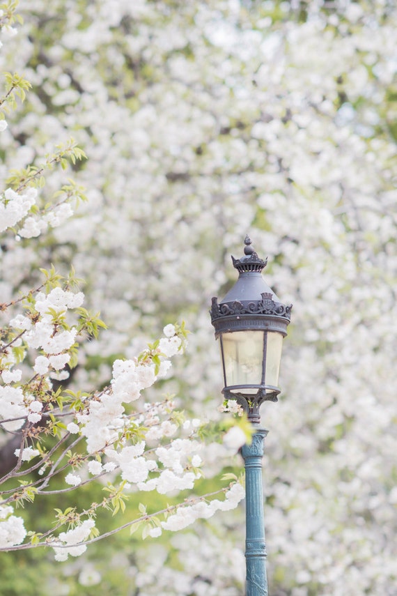 Paris Photography, White Cherry Blossoms with Lamp Post, Spring in Paris, French Decor, Large Wall Art, Urban Wall Decor