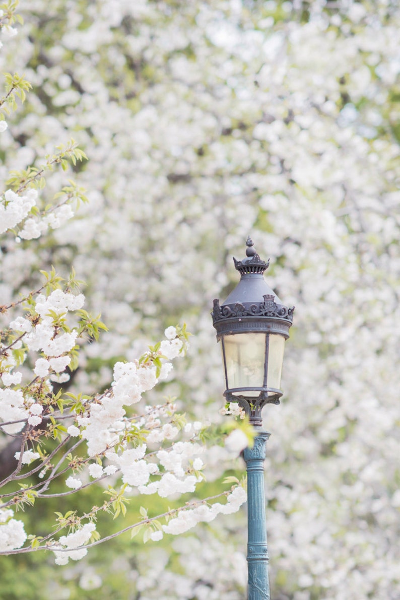 Pode incluir: Um candeeiro de rua de metal preto com detalhes ornamentados fica em frente a um fundo de flores de cerejeira brancas.
