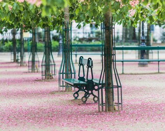 Fotografía de París, pétalos de castaño caídos en la plaza Dauphine, fotografía de bellas artes de París, decoración de París, arte mural grande, decoración de pared urbana