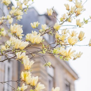 Photographie de printemps à Paris, fleurs de magnolia jaunes, printemps à Paris, photographie d&#39;art, décoration française, art mural grande dimension, décoration murale urbaine