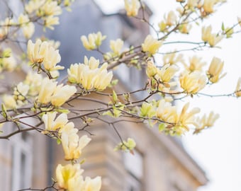 Könnte beinhalten: Nahaufnahme eines Astes mit hellgelben Magnolienblüten in voller Blüte. Die Blüten sind entlang der Äste angeordnet, mit einem verschwommenen Gebäude im Hintergrund. Die Szene ist hell und luftig.