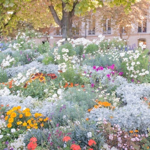 Paris Garden Photo - City Garden on Champs Élysées, Colorful Flowers, Trees, Paris France, Home Decor