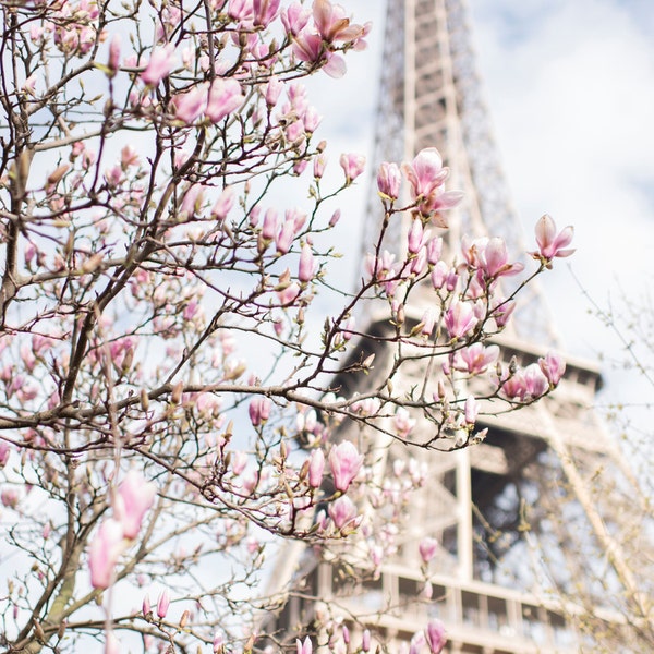 Paris Photograph - Eiffel Tower and Magnolia,Travel Photograph, French Urban Home Decor, Large Wall Art