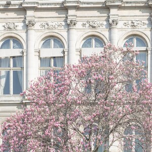 Photographie de Paris - Hotel de Ville and Magnolia, photographie de voyage, décoration d&#39;intérieur urbaine française, grande oeuvre d&#39;art murale