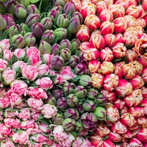 Blumen Fotografie - Paris Tulpen am Markt, Küchendeko, große Wanddeko, französisches Wohndekor
