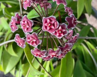 Extremely Rare HOYA 'NOONA' PINK / Live Plant Arrival Guarantee