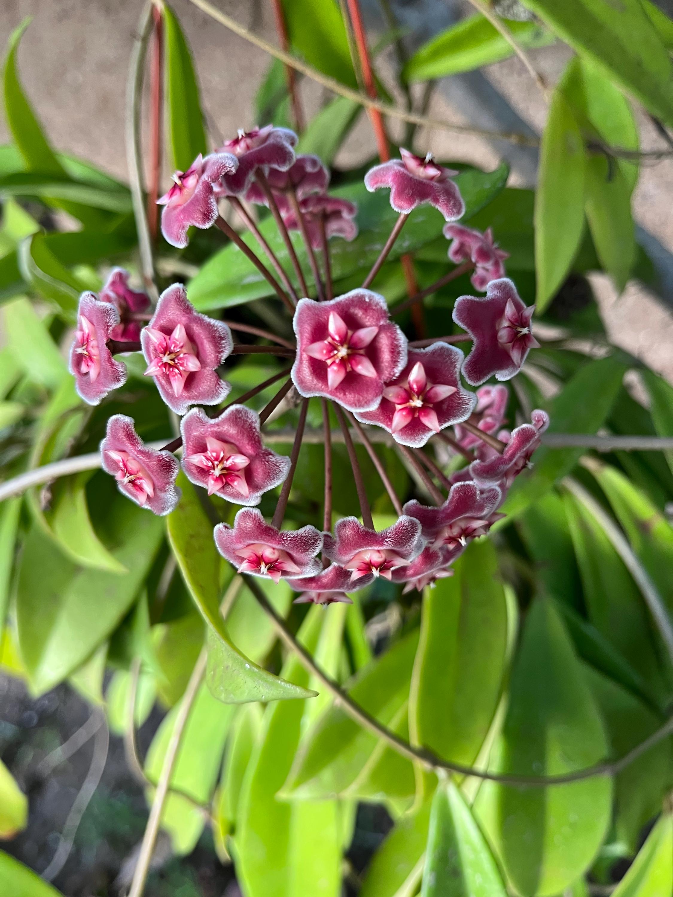 Hoya carnosa - Etsy 日本
