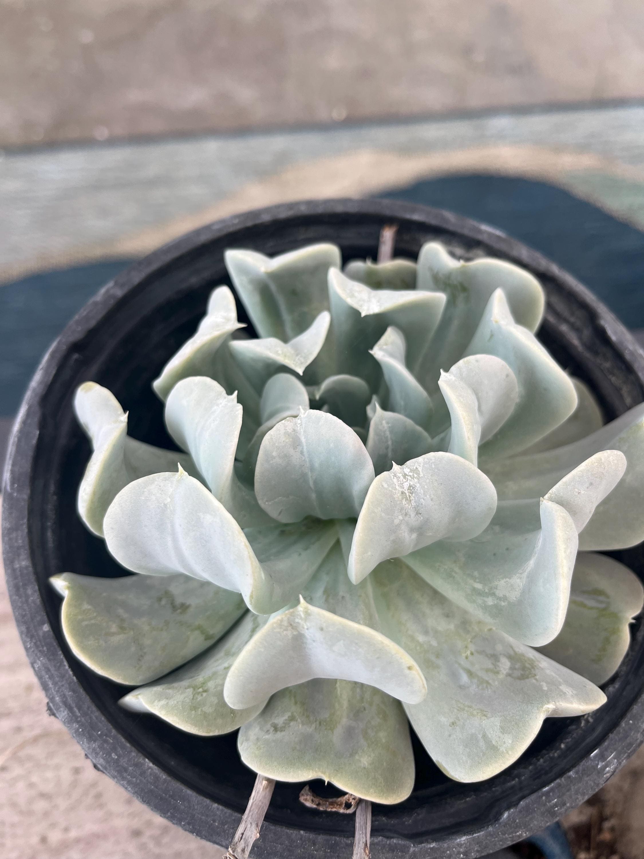 Echeveria runyonii - Etsy 日本