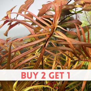 May include: An aquatic plant with long, slender, pointed leaves in shades of copper, bronze, and reddish-brown. The plant features a central stem with branching foliage. A white horizontal banner at the bottom displays the text BUY 2 GET 1.