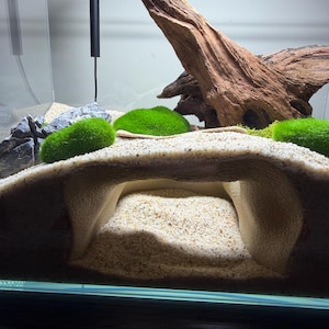 May include: An aquarium setup featuring a beige cave structure filled with sand, surrounded by green moss balls, rocks, and a large piece of driftwood. The tank is filled with water, creating a naturalistic underwater environment.