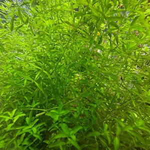 May include: Close-up of vibrant green aquatic plants. The image showcases a dense cluster of leafy stems and small, pointed leaves. The plants appear healthy and are likely used for aquarium decoration or aquatic gardening.