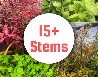Aquarium Stem Plant Variety Pack, Submerged Grown, 5 to 8 Species Custom Aquascape Bundle, Planted Tank Starter