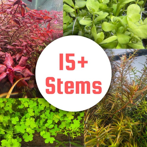 Aquarium Stem Plant Variety Pack, Submerged Grown, 5 to 8 Species Custom Aquascape Bundle, Planted Tank Starter