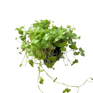 Hydrocotyle Tripartita Japan Live Aquarium Plant, Dwarf Pennywort Carpet Foreground Aquascape