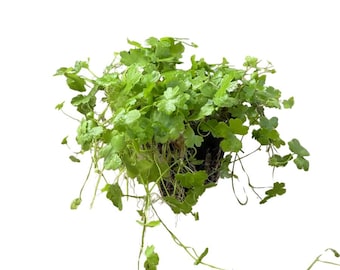 Hydrocotyle Tripartita Japan Live Aquarium Plant, Dwarf Pennywort Carpet Foreground Aquascape