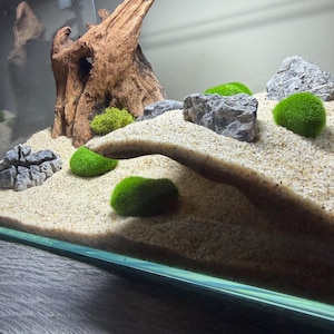 May include: An aquarium setup with a naturalistic design. Features include light-colored sand, gray rocks, and vibrant green moss balls. A large piece of driftwood provides a focal point. The tank is filled with water, creating an underwater scene.