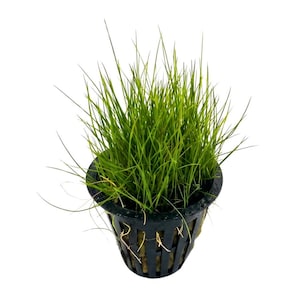 May include: A vibrant green aquatic plant with thin, grass-like blades growing upward from a black plastic mesh net pot. The roots are visible through the open slats of the container, which is filled with a light-colored substrate material.