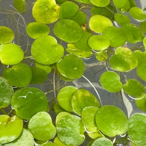 May include: Close-up of bright green floating aquatic plants with round, flat leaves. The leaves are clustered together, with some showing slight yellowing. Fine, white roots are visible in the clear water, creating a natural, organic pattern.
