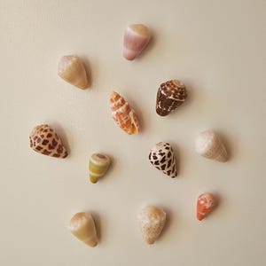 Puede incluir: Una variedad de conchas marinas de diversas formas y colores, incluyendo tonos beige, marrón, blanco y naranja. Algunas conchas presentan patrones moteados, mientras que otras son lisas. Las conchas están dispuestas sobre una superficie beige claro.