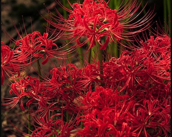 30 bulbes de Lycoris rouge, lys araignée rouge