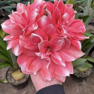 アマリリスの球根 - Etsy 日本
