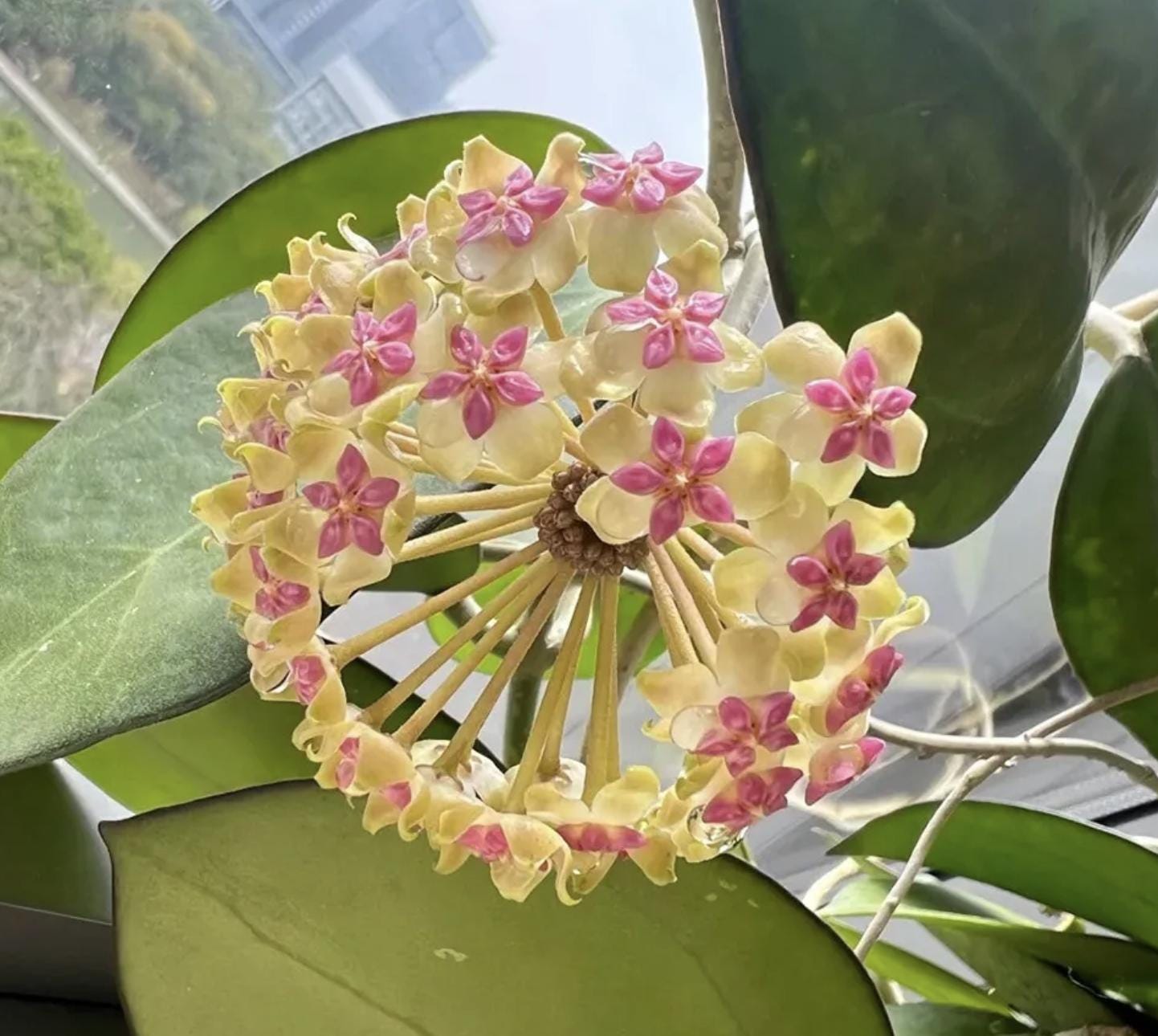 Hoya chinghungensis - Etsy 日本