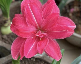 Bulbos de Hippeastrum rosa / Flor de amarilis / Bulbos de flores / Flor de lirio