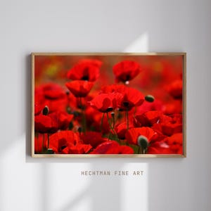 Può includere: Una stampa incorniciata raffigurante un campo di papaveri rossi vibranti in piena fioritura. I fiori sono fittamente raggruppati, creando un mare di rosso con steli e foglie verdi. L'opera d'arte è firmata "HECHTMAN FINE ART".