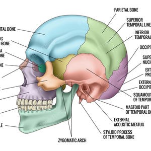 May include: A lateral view of a human skull diagram with color-coded sections. Labels identify the frontal, parietal, occipital, temporal, lacrimal, nasal, zygomatic, and sphenoid bones, along with the maxilla, mandible, teeth, and various anatomical landmarks.