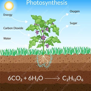 May include: An educational diagram titled Photosynthesis showing a green plant with purple flowers, roots in brown soil, and a yellow sun. Arrows indicate energy, carbon dioxide, water, oxygen, and sugar. The chemical equation 6CO2 + 6H2O -> C2H12O6 is below.