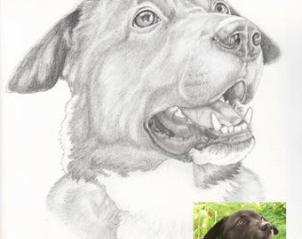 Custom 11x14 Hand Drawn Graphite Pencil Pet or Animal Portrait