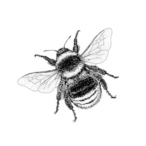 Könnte beinhalten: Detaillierte Schwarz-Weiß-Illustration einer Hummel. Die Ansicht von oben zeigt die Flügel, den gestreiften Hinterleib und den pelzigen Körper. Der Hintergrund ist schlicht weiß.