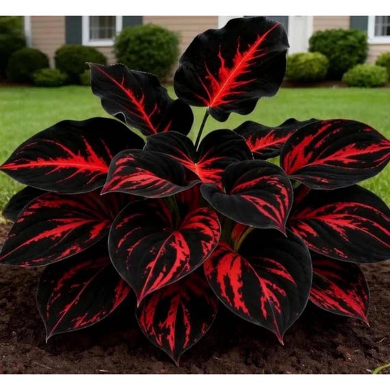 200+ Black Red Rare Hosta Seeds – Perennial Heart-Shaped Shade Garden Plant